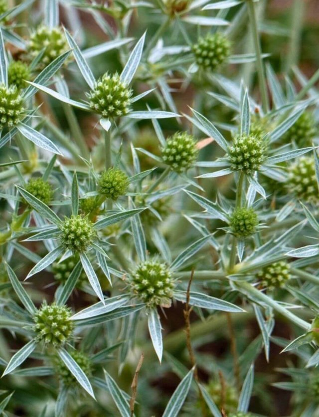 Meer bijen en vlinders in je tuin? Zaai distels