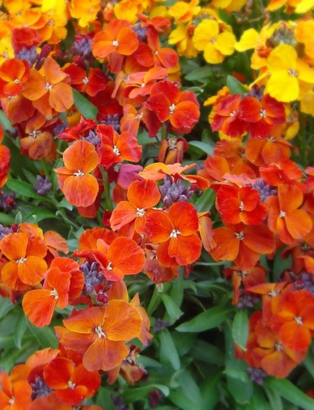 Langer genieten van muurbloemen? Dat is heel simpel