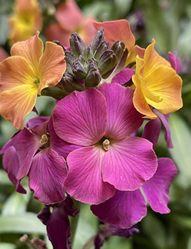 Langer genieten van muurbloemen? Dat is heel simpel