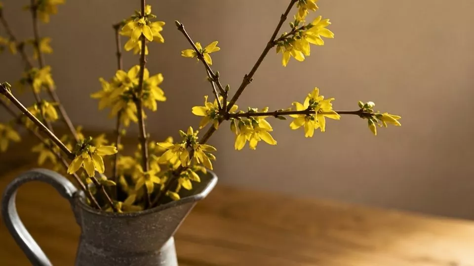 Afbeelding Takken in bloei trekken: haal de lente alvast in huis