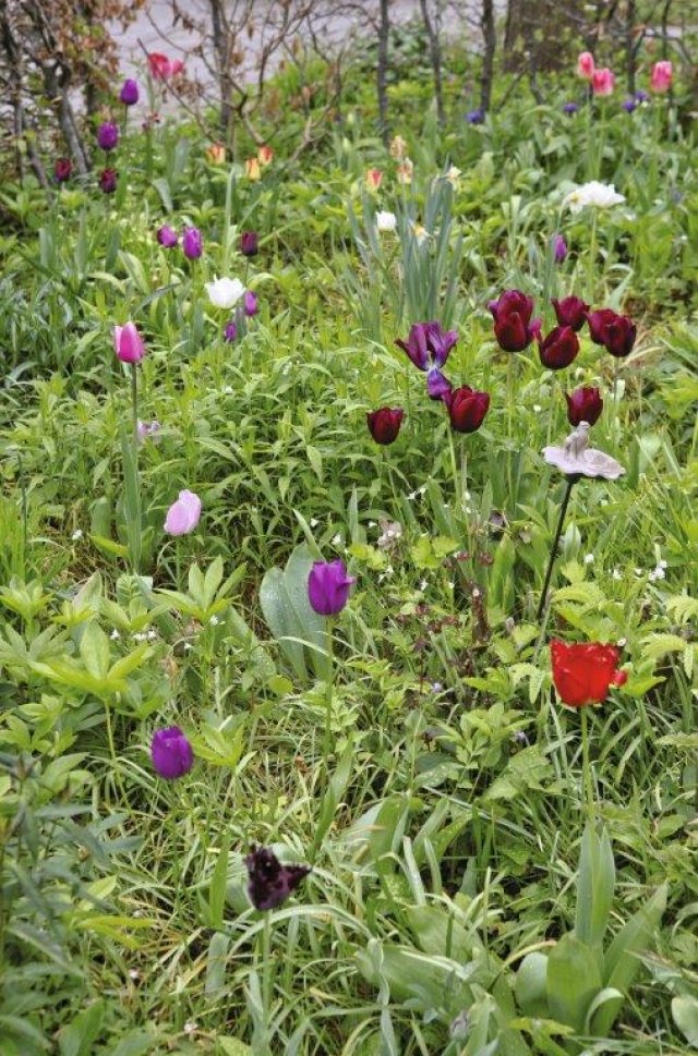 Liefhebberstuin met voorjaarsbloemen
