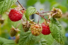 Framboos kweken in een pot: meer oogst, minder woekeren