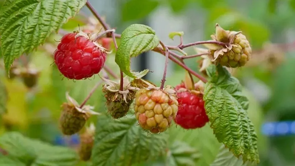 Afbeelding Framboos kweken in een pot: meer oogst, minder woekeren