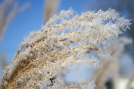 Siergras alvast voor de winter