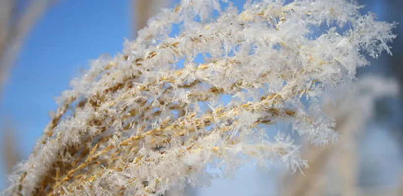 Siergras alvast voor de winter