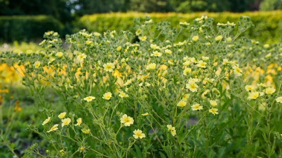 Afbeelding Vaste planten zaaien in de zomer: makkelijker dan je denkt