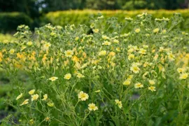 Vaste planten zaaien in de zomer: makkelijker dan je denkt