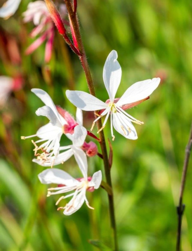  De opscheppers van de tuin: bloemen zaaien die heel lang bloeien