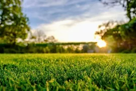 Gazon verticuteren: zo geef je je gras weer lucht
