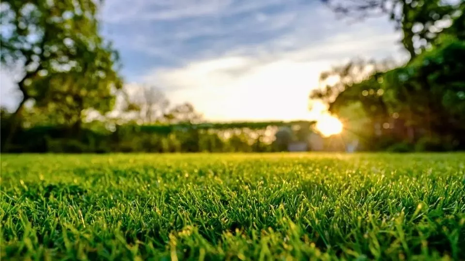 Afbeelding Gazon verticuteren: zo geef je je gras weer lucht
