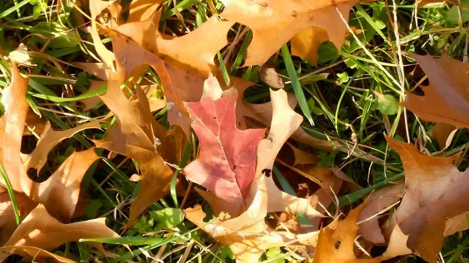 Afbeelding Het gazon in de herfst: de laatste beurt