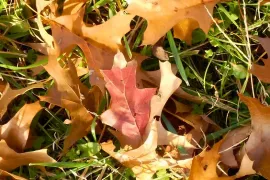 Het gazon in de herfst: de laatste beurt