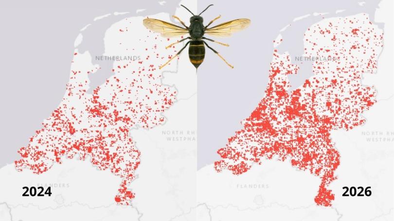 Geelpoothoornaar rukt snel op: check vóór het snoeien op een nest