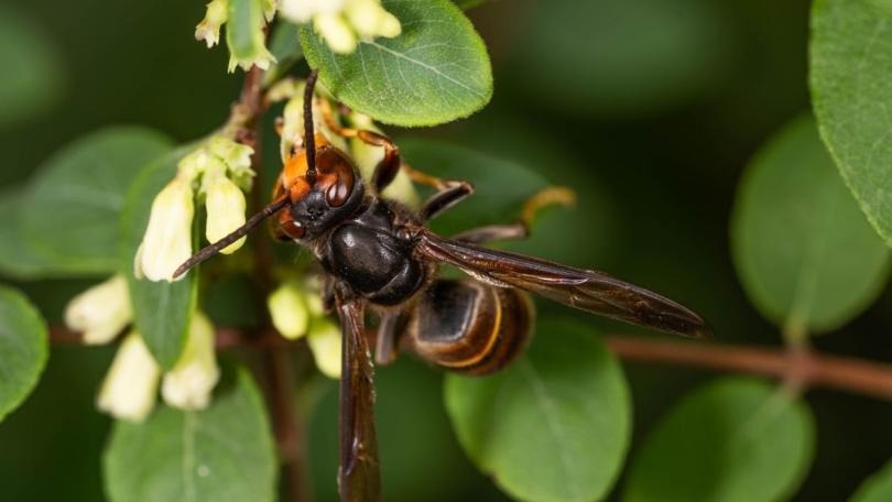 Geelpoothoornaar in je tuin? Check vóór het snoeien op een nest