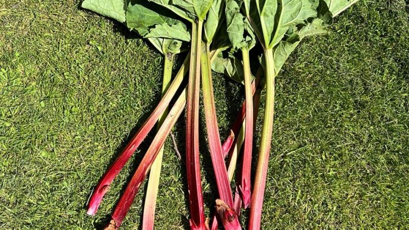 Rabarber in de tuin: zo plant en verzorg je ‘m