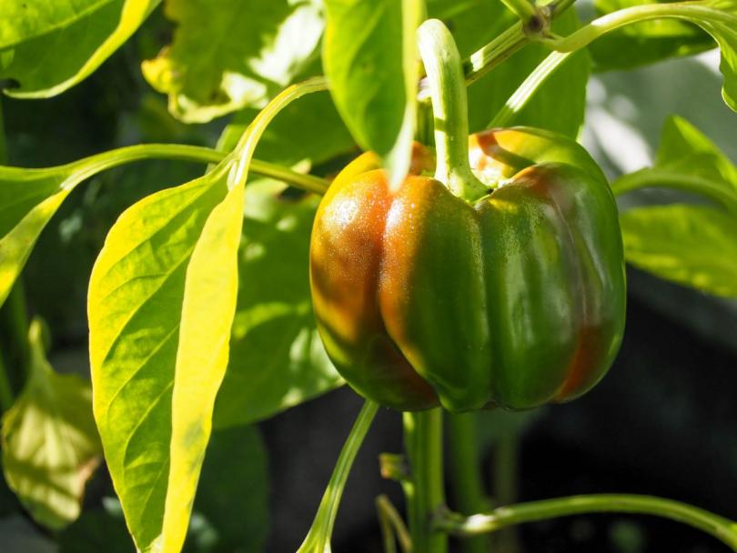 Paprika kweken, verzorgen en oogsten