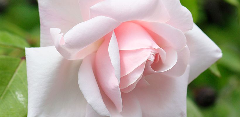 Roosje, mijn roosje….Blik op de Tuin 1060/21/2022