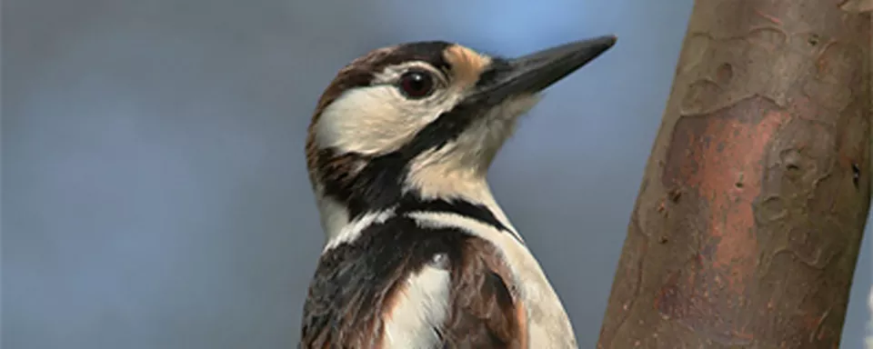 Afbeelding Grote bonte specht