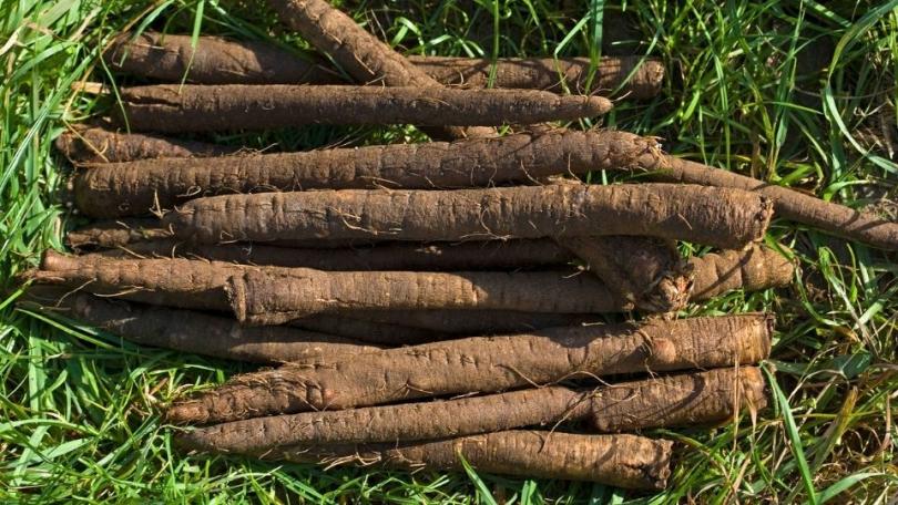 Haverwortel: royaal in tuin én krokant op tafel