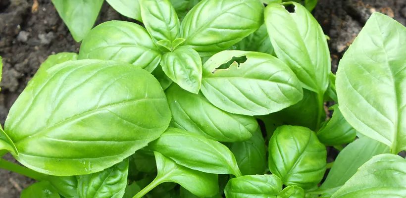 Hoe kweek ik basilicum?