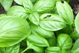 Hoe kweek ik basilicum?