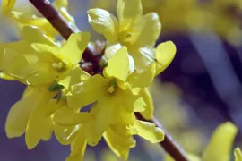 Hortensia’s vermeerderen door afleggen (video)