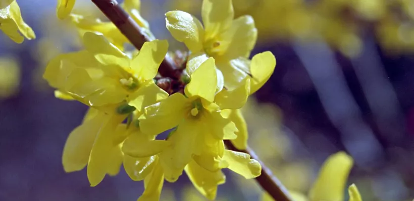 Hortensia’s vermeerderen door afleggen (video)