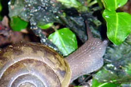 Slakken bestrijden (video)