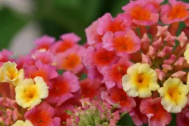 Kuipplanten overwinteren (video)