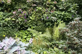 Schaduwplanten: blij met donker