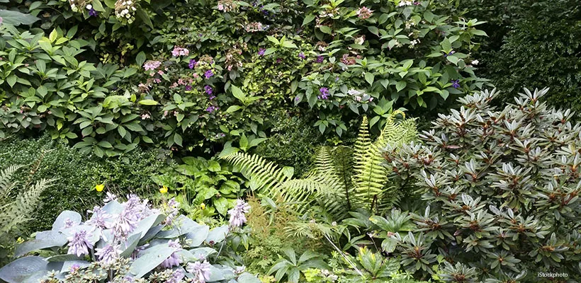 Schaduwplanten: blij met donker