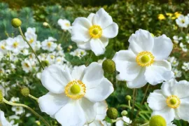Anemone x hybrida ’Honorine Jobert’ / Herfstanemoon