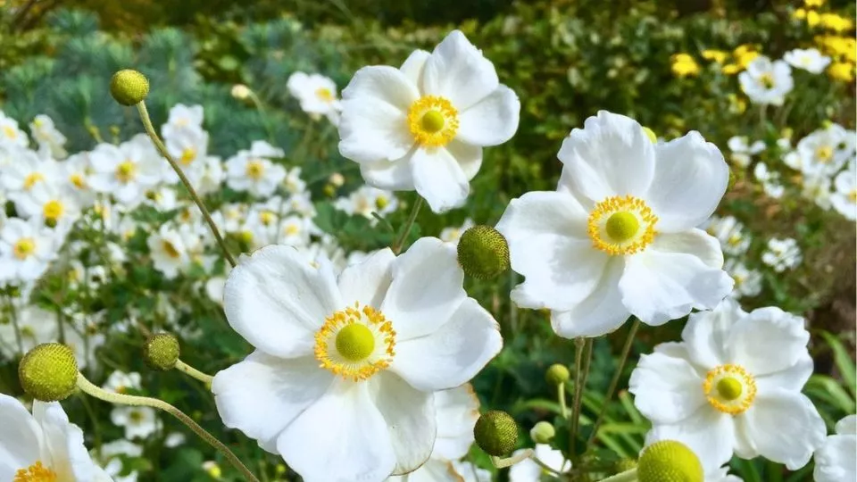 Afbeelding Anemone x hybrida ’Honorine Jobert’ / Herfstanemoon