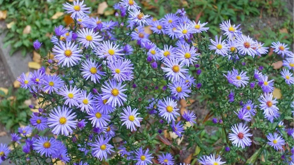 Afbeelding Aster ageratoides ’Stardust’
