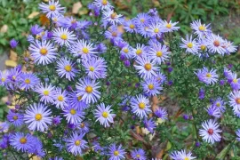 Aster ageratoides ’Stardust’