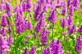 Betonie en andoorn: sterke inheemse planten voor bijen en vlinders
