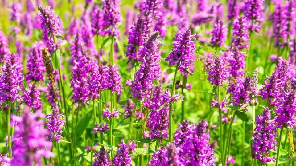 Afbeelding Betonie en andoorn: sterke inheemse planten voor bijen en vlinders