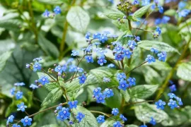 Brunnera macrophylla ‘Jack Frost’