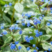 Brunnera macrophylla ‘Jack Frost’