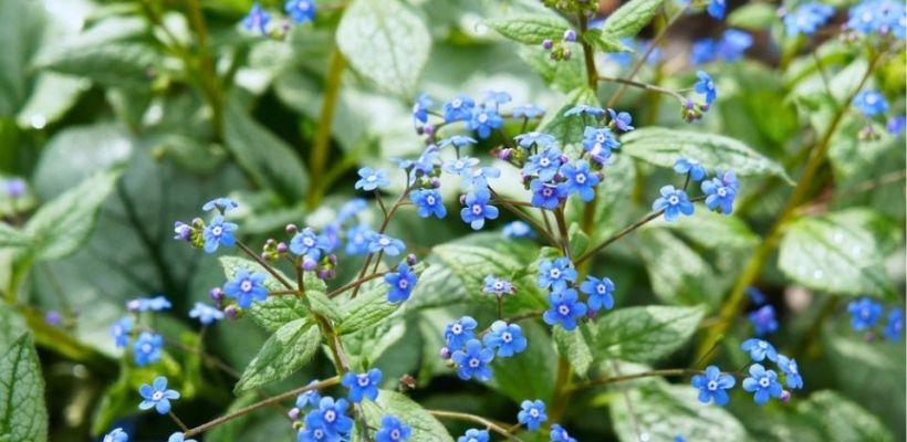 Brunnera macrophylla ‘Jack Frost’
