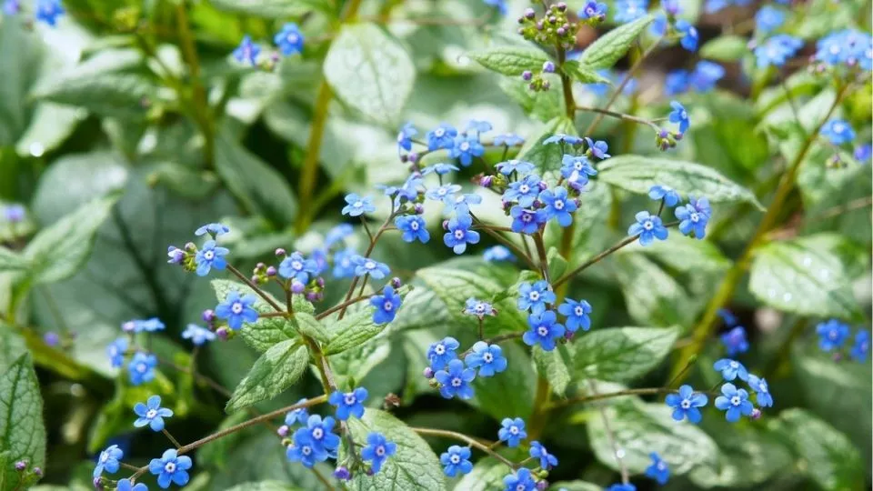 Afbeelding Brunnera macrophylla ‘Jack Frost’