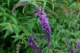 Buddleja davidii ’Nanho Blue’