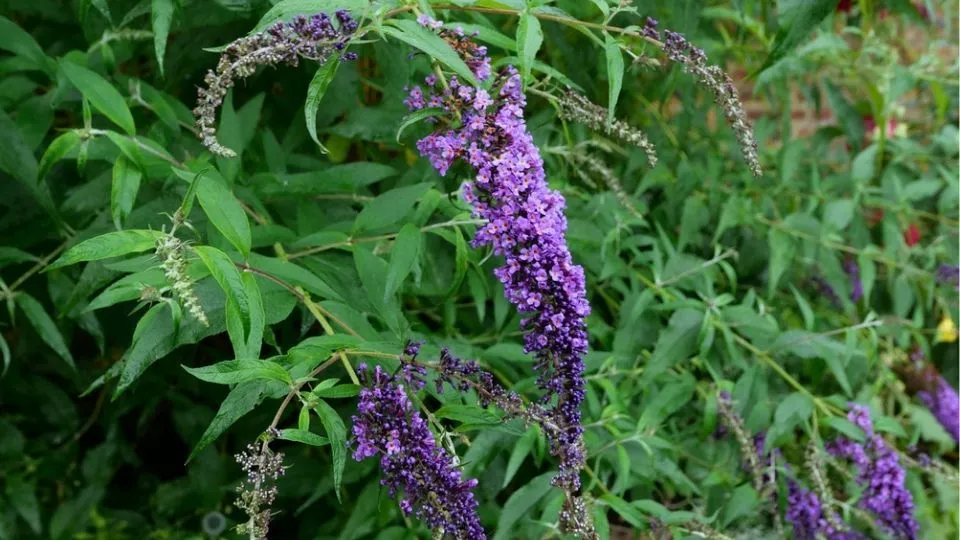 Afbeelding Buddleja davidii ’Nanho Blue’