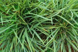 Carex morrowii ‘Variegata’