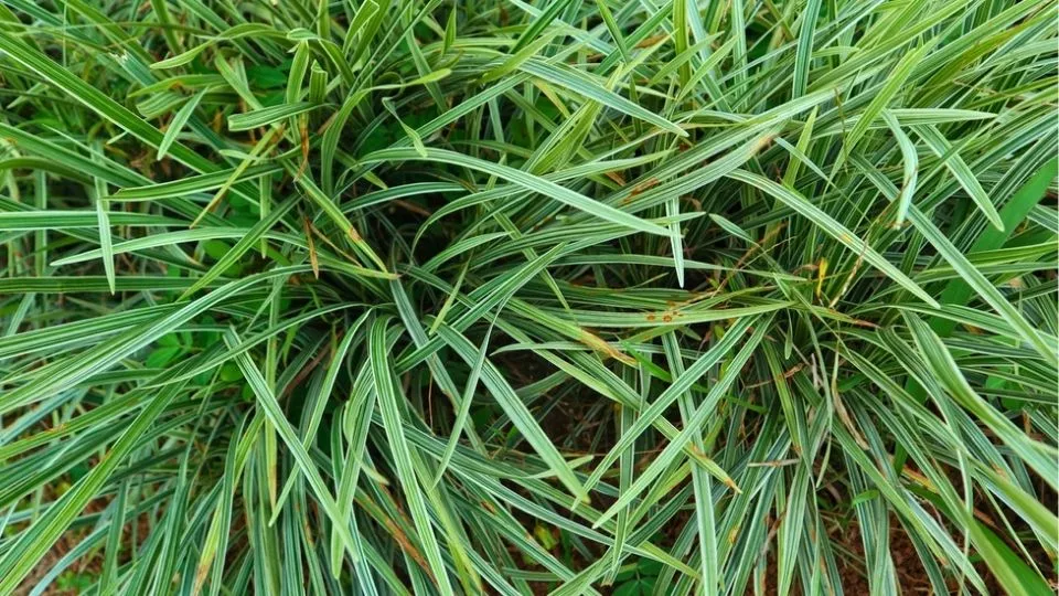 Afbeelding Carex morrowii ‘Variegata’