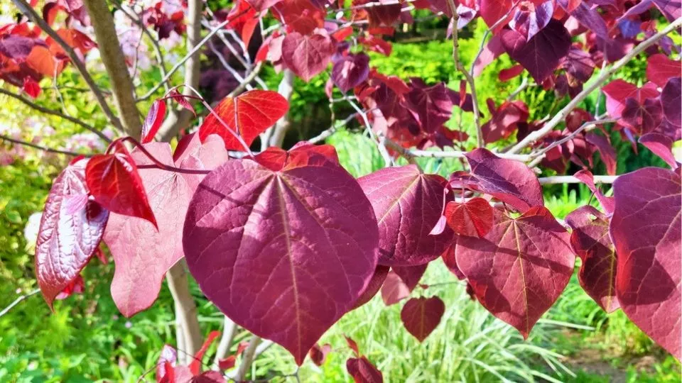 Afbeelding Cercis canadensis ‘Forest Pansy’