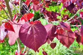 Cercis canadensis ‘Forest Pansy’