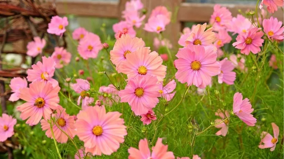 Afbeelding Cosmos zaden: 4 bijzondere cosmea’s voor de pluktuin