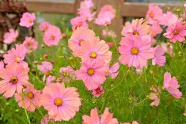 Cosmos zaden: 4 bijzondere cosmea’s voor de pluktuin