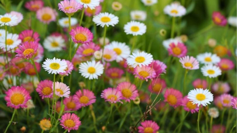 Muurfijnstraal: van stoepplantje tot tuinfavoriet